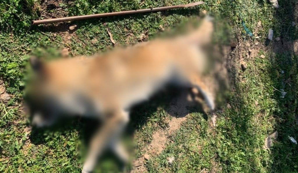 Κακοποίηση σκύλου στα Μέγαρα: Παρενέβη η αντεισαγγελέας του Αρείου Πάγου για το αποτρόπαιο περιστατικό