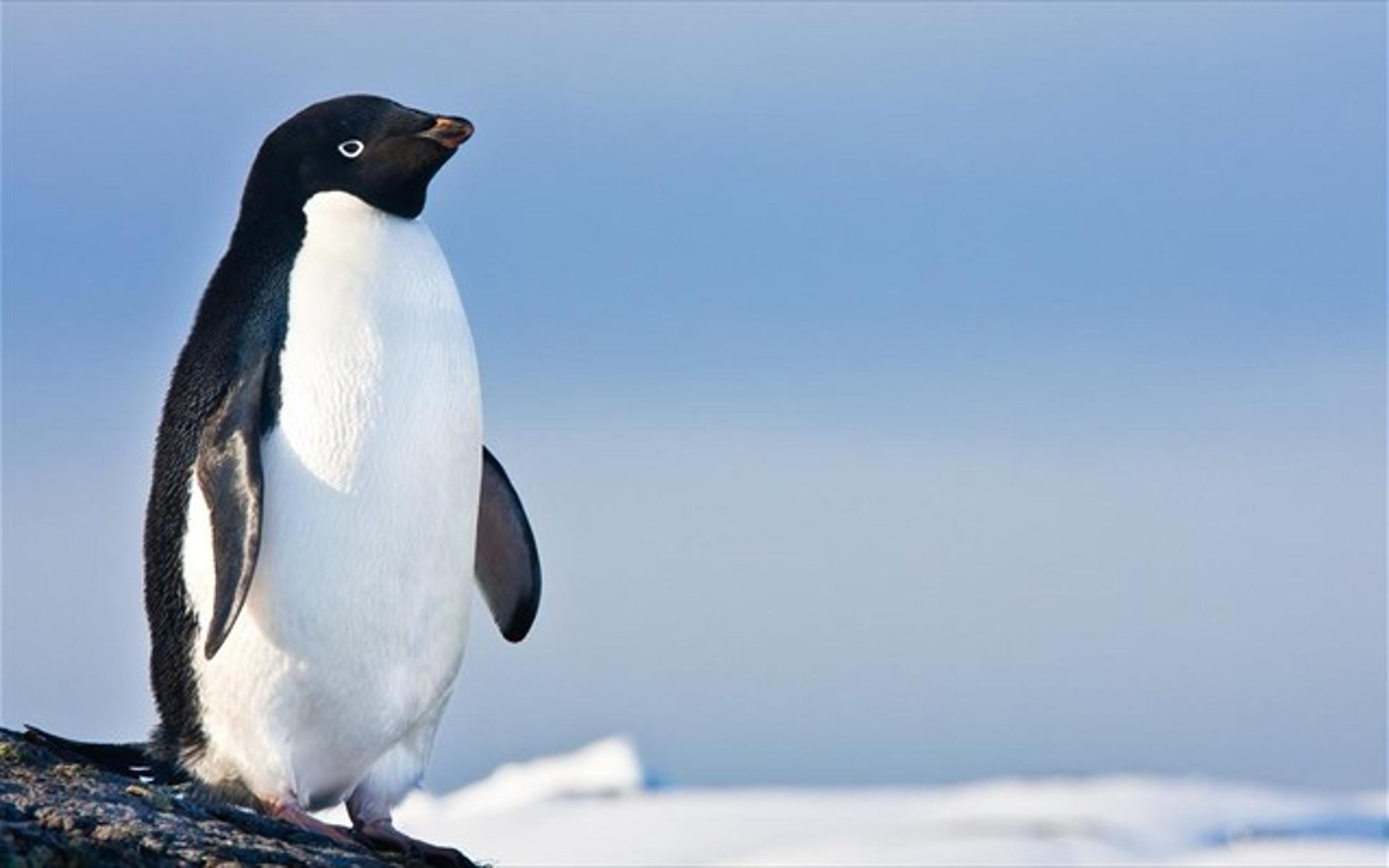 Ανταρκτική: Η γρίπη των πτηνών «χτύπησε» πιγκουίνους – Τουλάχιστον 200 νεκροί 