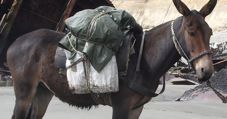 Νέα κτηνωδία στη Σέριφο: Μουλάρι πέθανε εξαθλιωμένο σε οικόπεδο συγγενή του δημάρχου