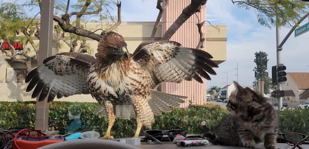 Η στιγμή που γεράκι ορμάει σε γατάκι για να το κατασπαράξει (βίντεο)