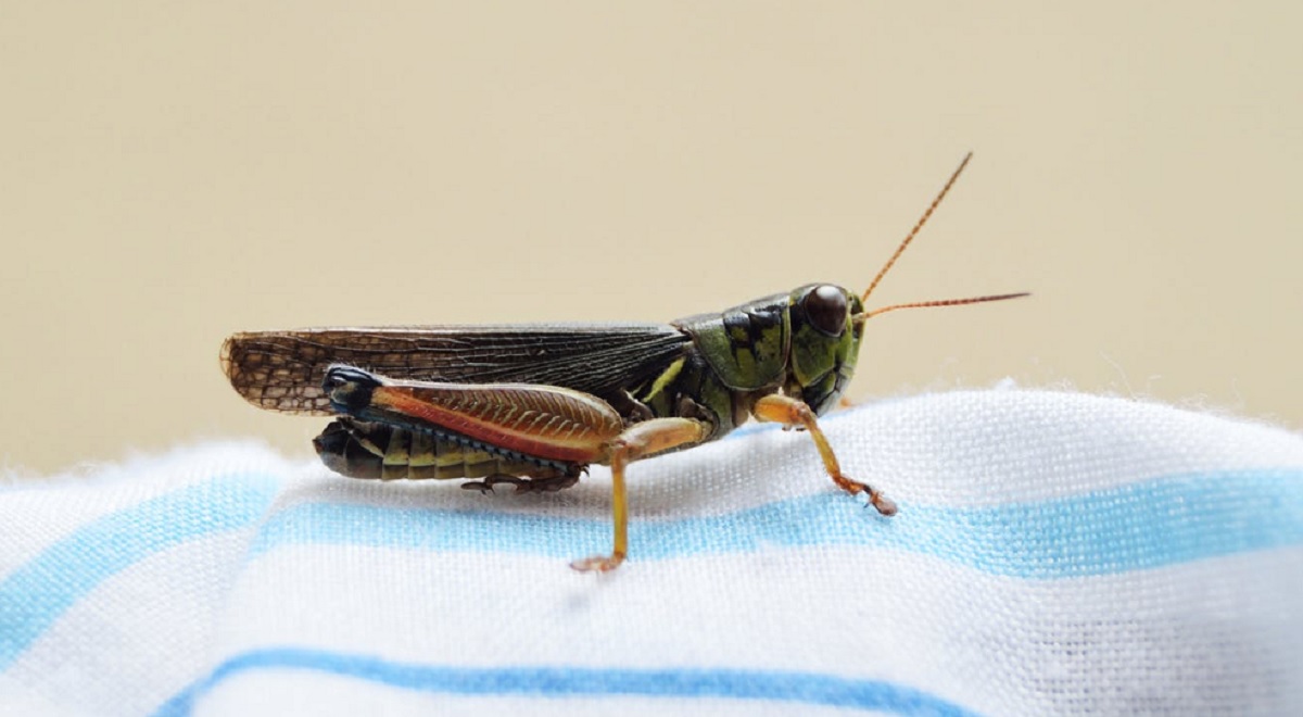 Η Ιταλία έκανε αποδεκτή την πώληση αλεύρων από έντομα για κατανάλωση από ανθρώπους – Η «πονηρή» σημείωση για μην τρομάζει