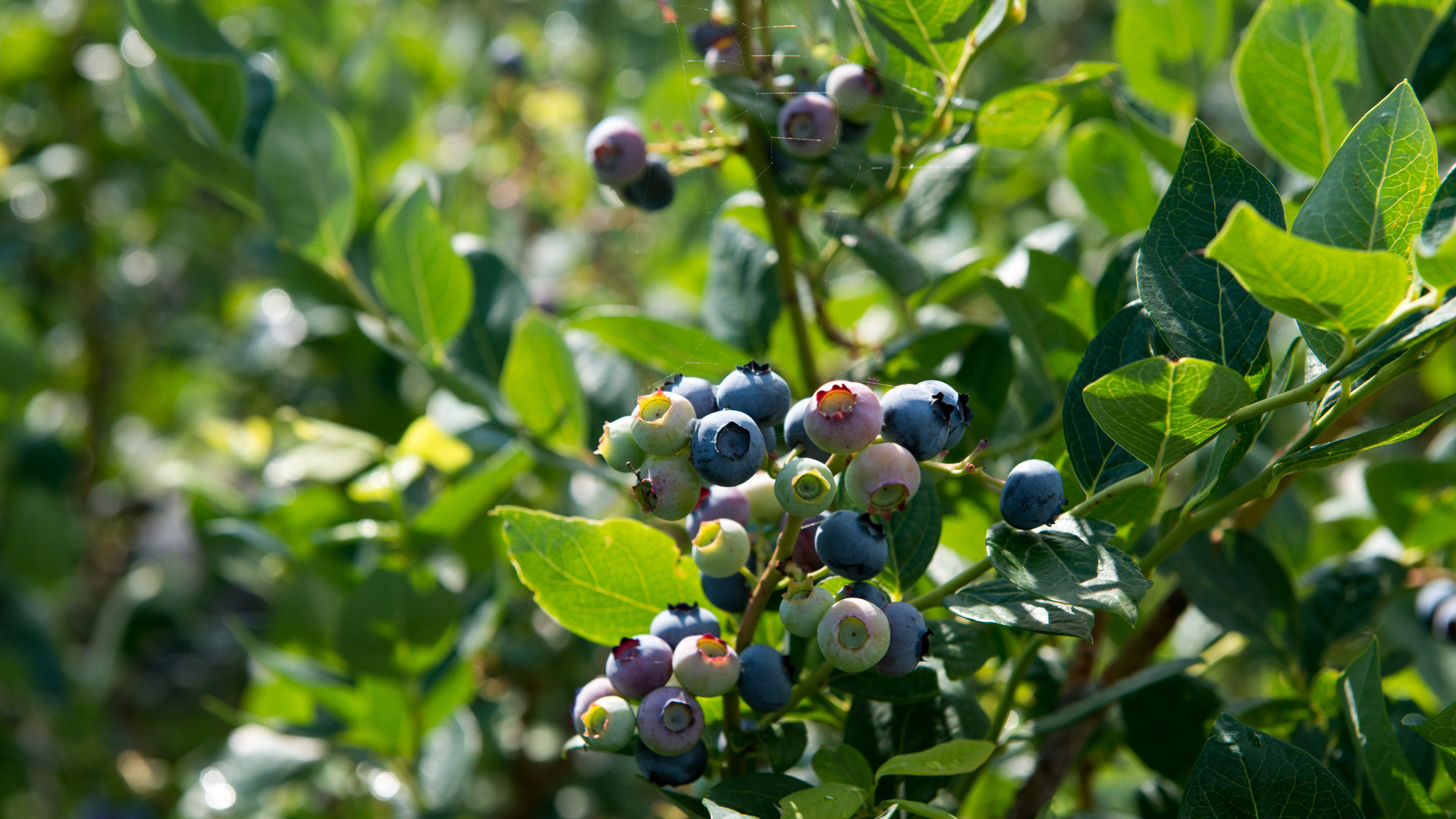 Μύρτιλα: Πώς επηρεάζουν τη λειτουργία της καρδιάς και του εγκεφάλου