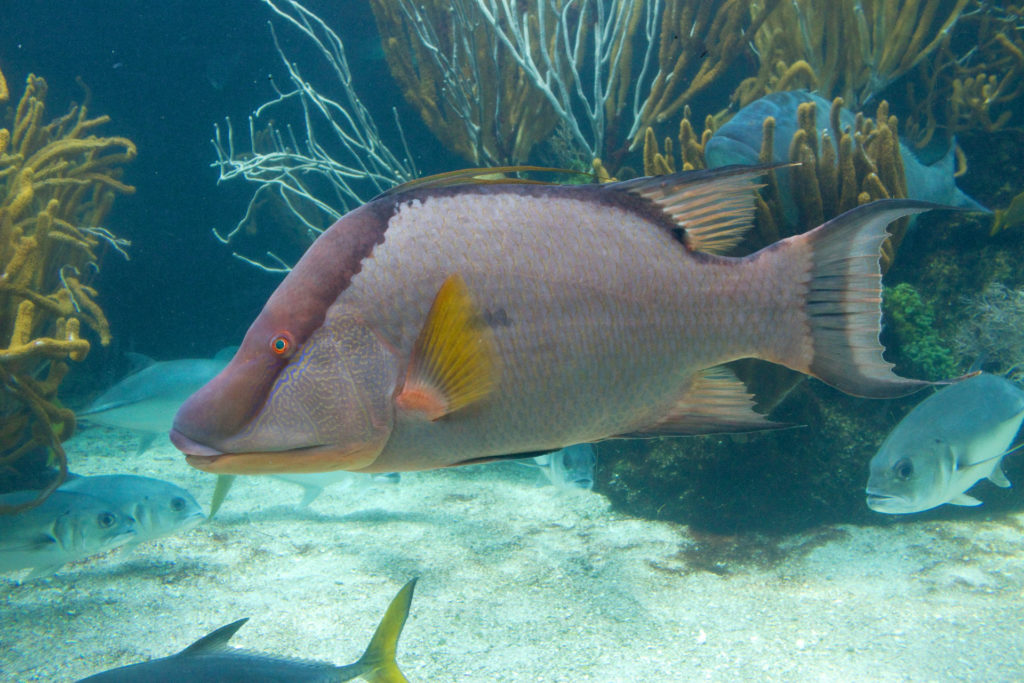 Lachnolaimus maximus: Το ψάρι που μπορεί να βλέπει με το δέρμα του ακόμα και μετά το θάνατό του