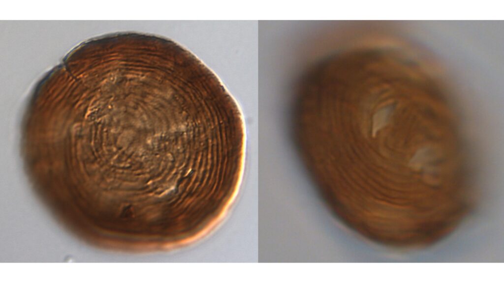 Οι επιστήμονες εντόπισαν μικροσκοπικό οργανισμό με συνεχή παρουσία 450 εκατ. χρόνων στη Γη