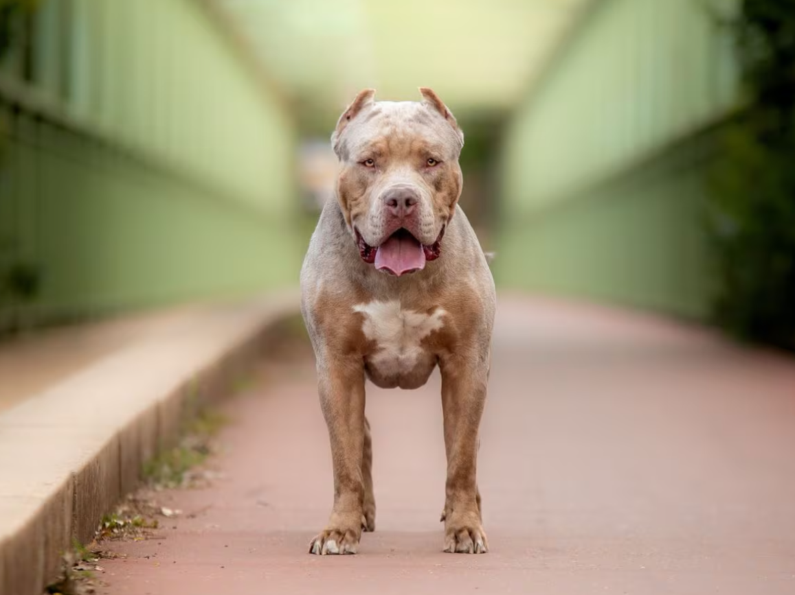 Βρετανία: Σκυλιά δάγκωσαν μέχρι θανάτου γυναίκα στο Έσσεξ – Συνελήφθη 39χρονος