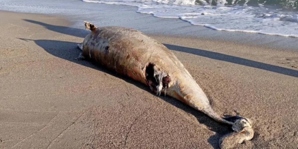 Λάρισα: Δελφίνι ξεβράστηκε νεκρό στην παραλία Μεσαγγάλων (φωτο)