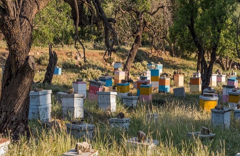 Σε απόγνωση οι μελισσοκόμοι – Μειωμένη έως και 70% η φετινή παραγωγή