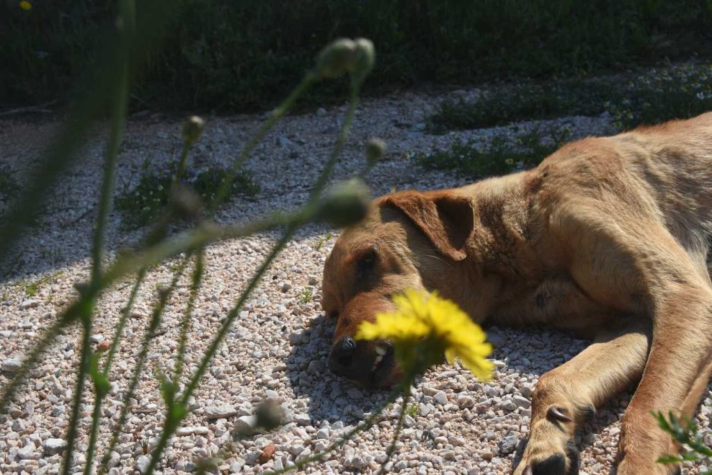 Φρίκη στο Ηράκλειο: Σκυλί εντοπίστηκε κρεμασμένο από δέντρο (φώτο)