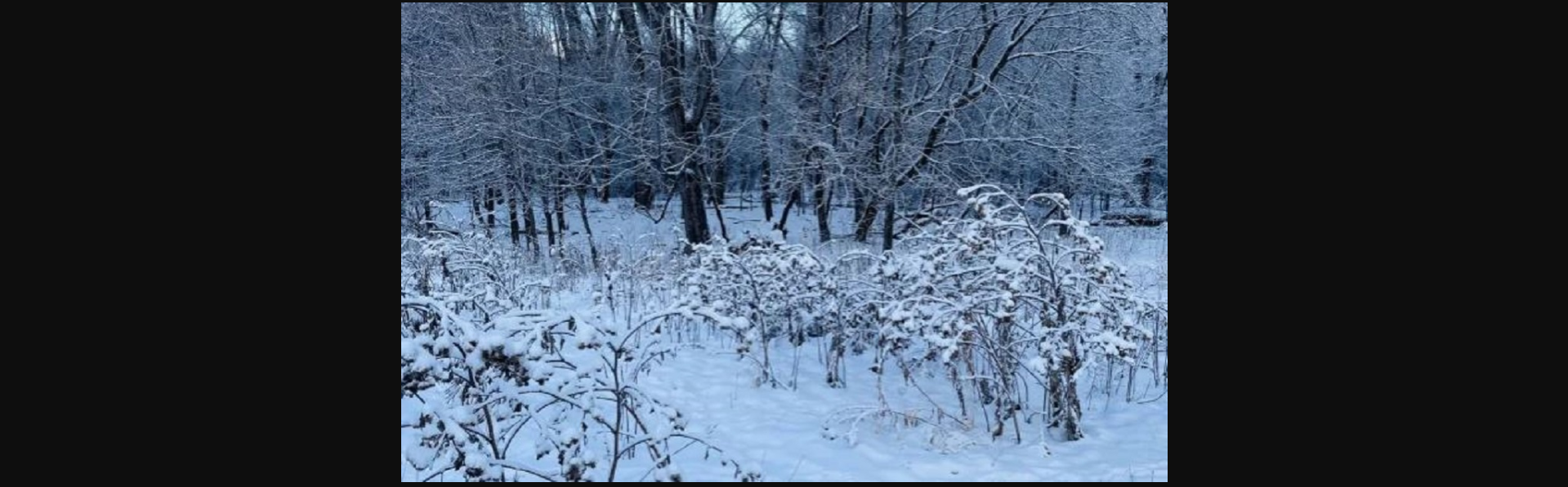 Οπτική ψευδαίσθηση: Μπορείτε να βρείτε τον σκύλο σε 7 δευτερόλεπτα;