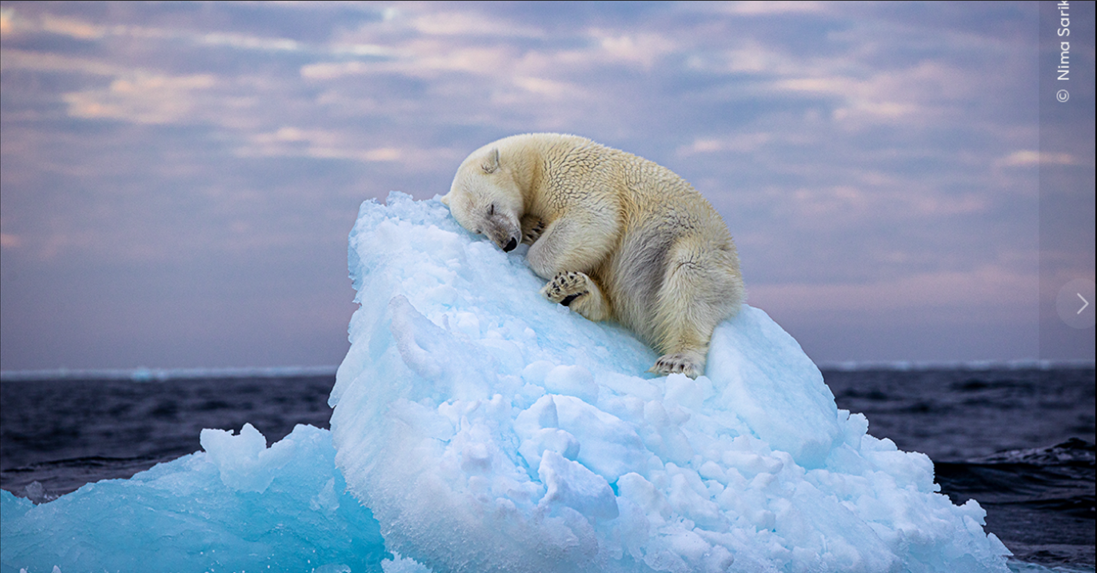 Wildlife Photographer of the Year: Μια πολική αρκούδα κέρδισε το βραβείο