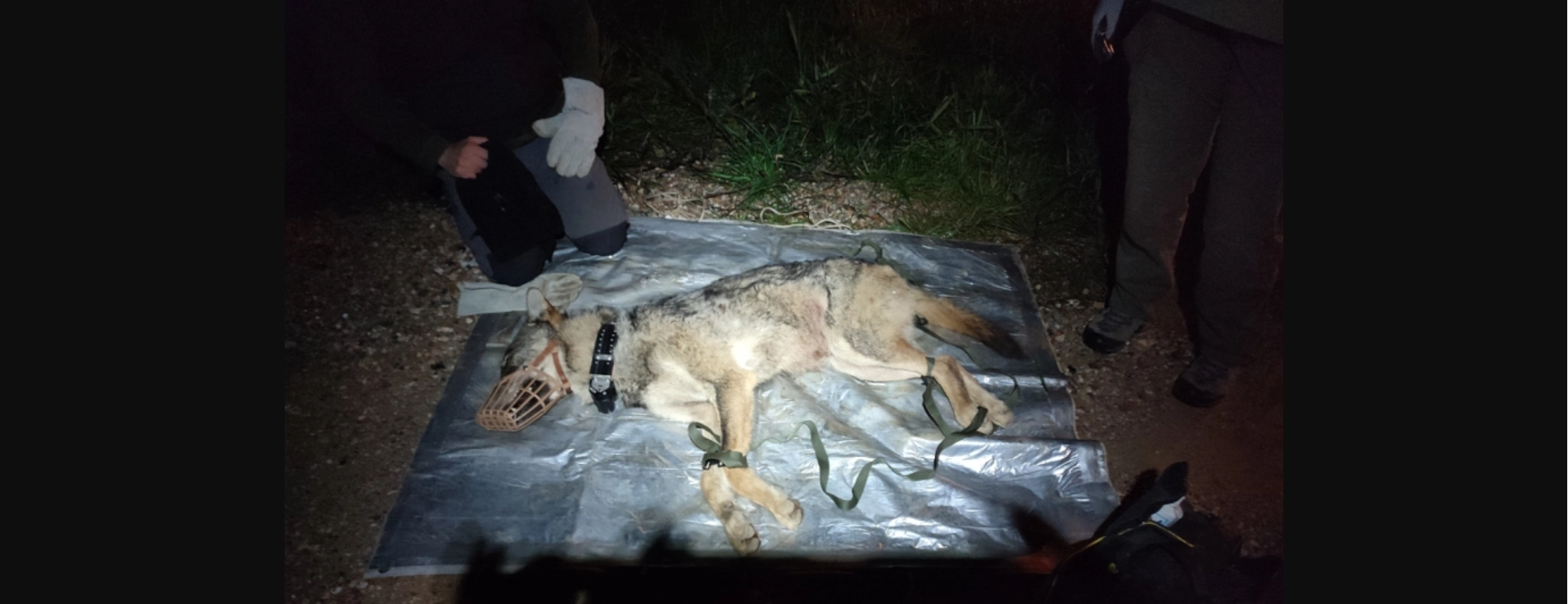 Θεσσαλονίκη: Λύκος εγκλωβίστηκε σε έκταση που ανήκει στην Αστυνομία (φωτο)