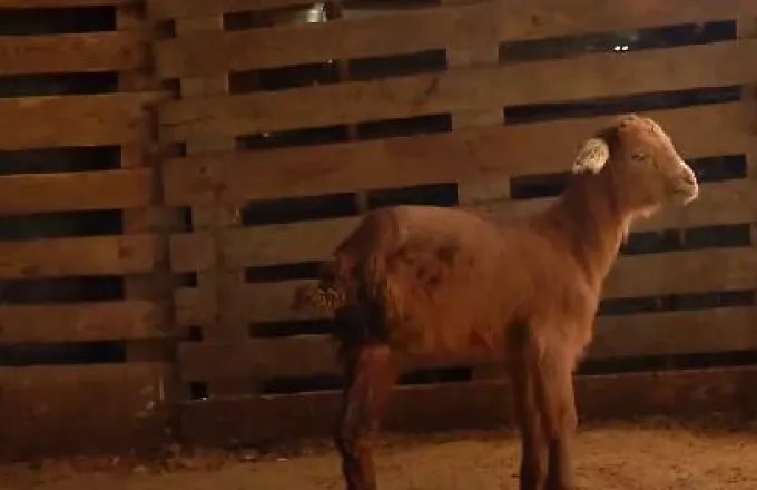 Σέρρες: Κατσικάκι γεννήθηκε με τρία πόδια σε κτηνοτροφική μονάδα