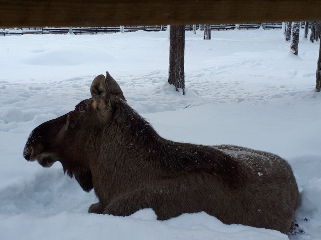 ΗΠΑ: Άλκη μπήκε σε χιονοδρομικό κέντρο και άρχισε να κυνηγάει σκιέρ (βίντεο)
