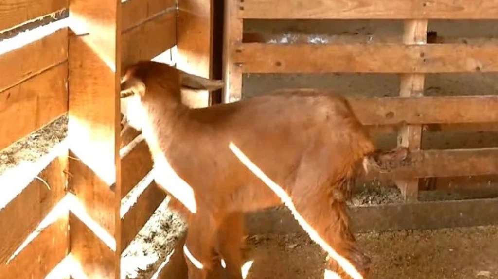 Σέρρες: Κατσικάκι γεννήθηκε με τρία πόδια σε κτηνοτροφική μονάδα