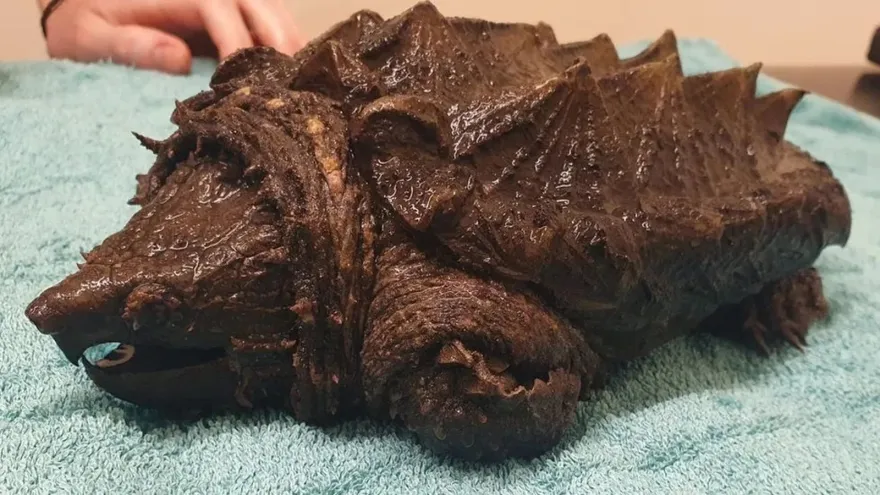 Τρόμος στην Αγγλία: Βρέθηκε σε λίμνη χελώνα – αλιγάτορας που μπορεί να κόψει ακόμα και ανθρώπινα δάχτυλα