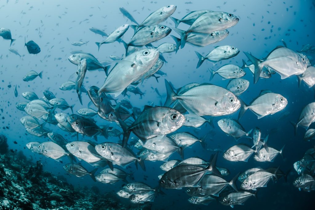 Ikejime: Η μέθοδος αλιείας των Ιαπώνων που κάνει πιο νόστιμα τα ψάρια