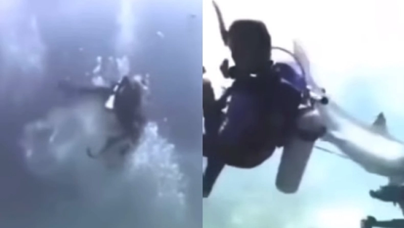 Μαλδίβες: Καρχαρίας επιτέθηκε σε τέσσερις δύτες – Βίντεο ντοκουμέντο 