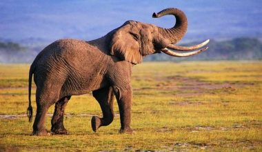 Νότια Αφρική: Θανατώθηκε ο ελέφαντας που το «έσκασε» από το Εθνικό Πάρκο Κρούγκερ (βίντεο)