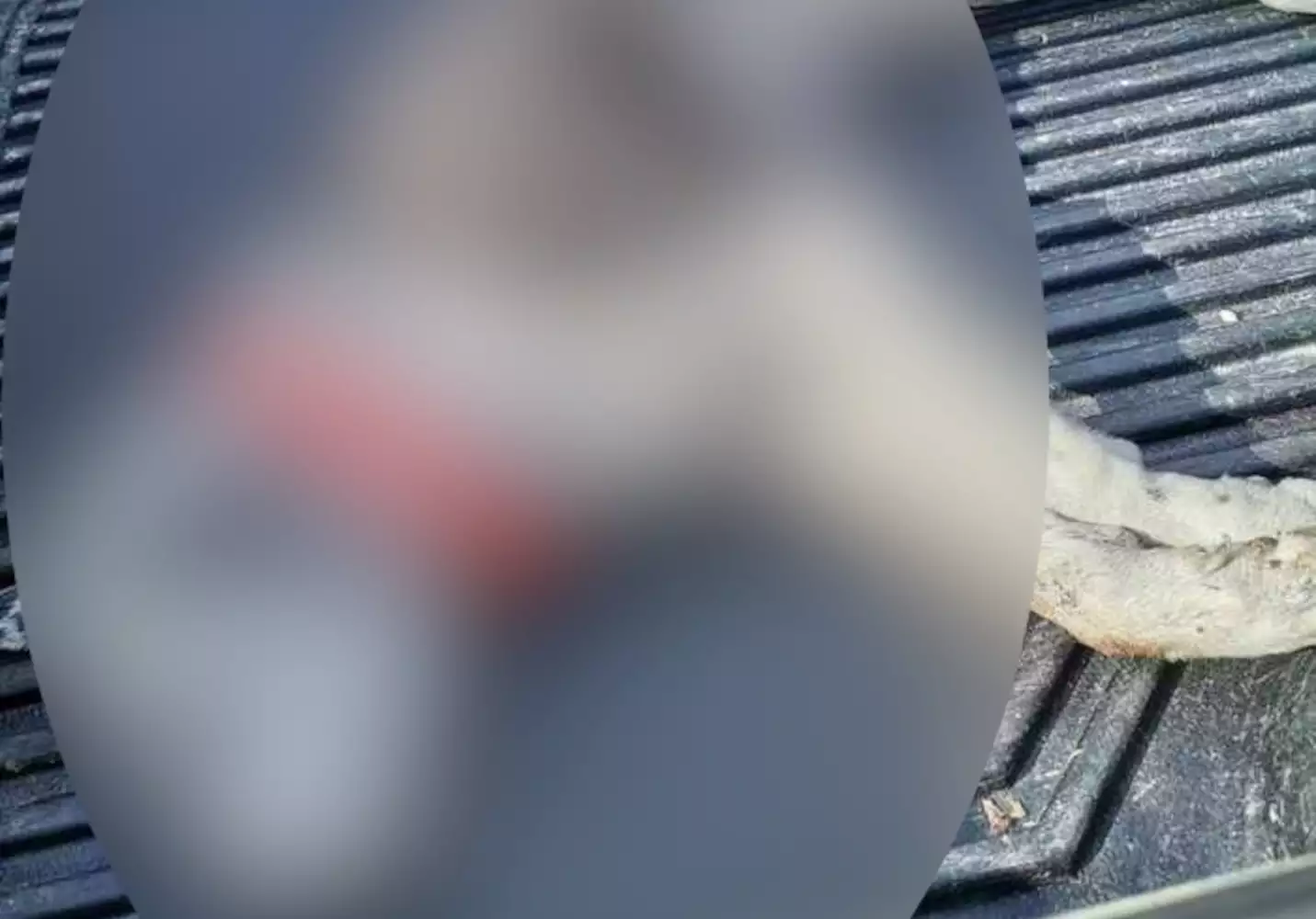 Φθιώτιδα: Άγνωστος δηλητηρίασε σκυλιά – Τουλάχιστον 4 νεκρά (φωτο)