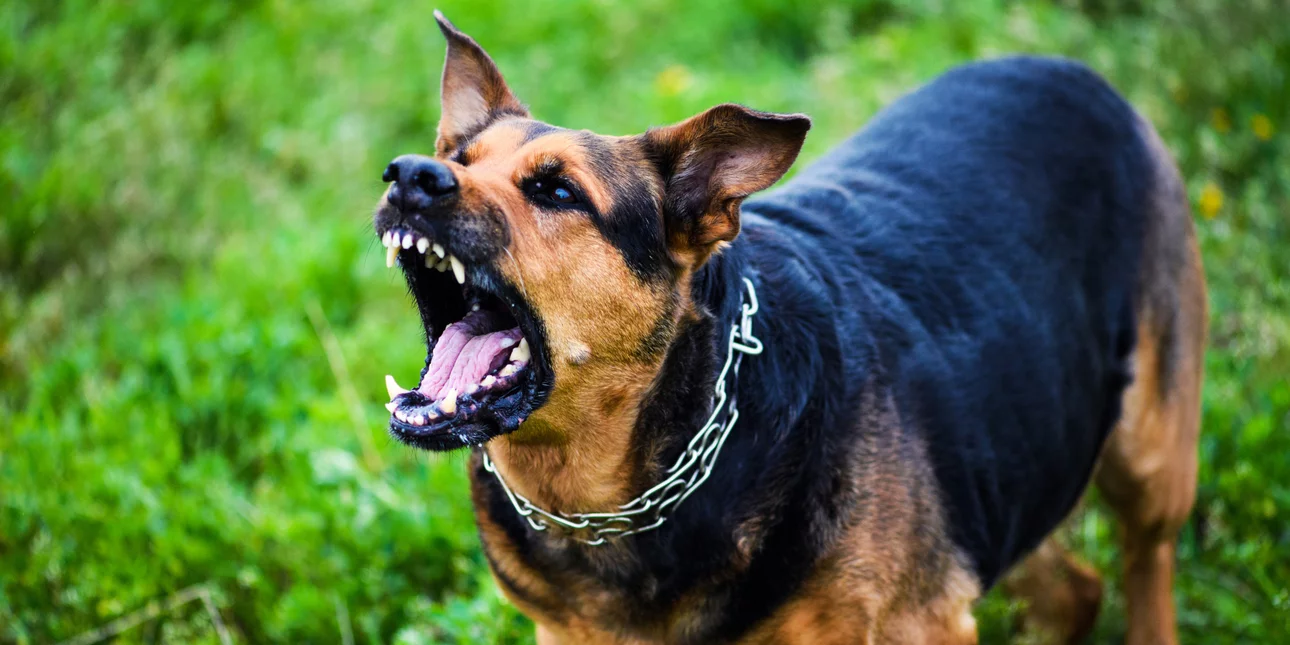 Καβάλα: 7χρονο αγόρι δέχθηκε επίθεση από σκύλο όταν επέστρεφε από το σχολείο