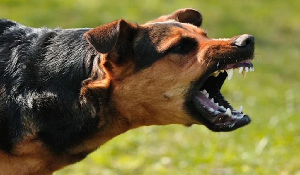 Αδέσποτος σκύλος επιτέθηκε σε 7χρονο την ώρα που πήγαινε σε σχολείο στη Λάρισα