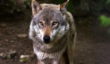 Απίστευτο βίντεο: Ομάδα πεζοπόρων συναντά αγέλη λύκων και οι λύκοι παίζουν μαζί τους