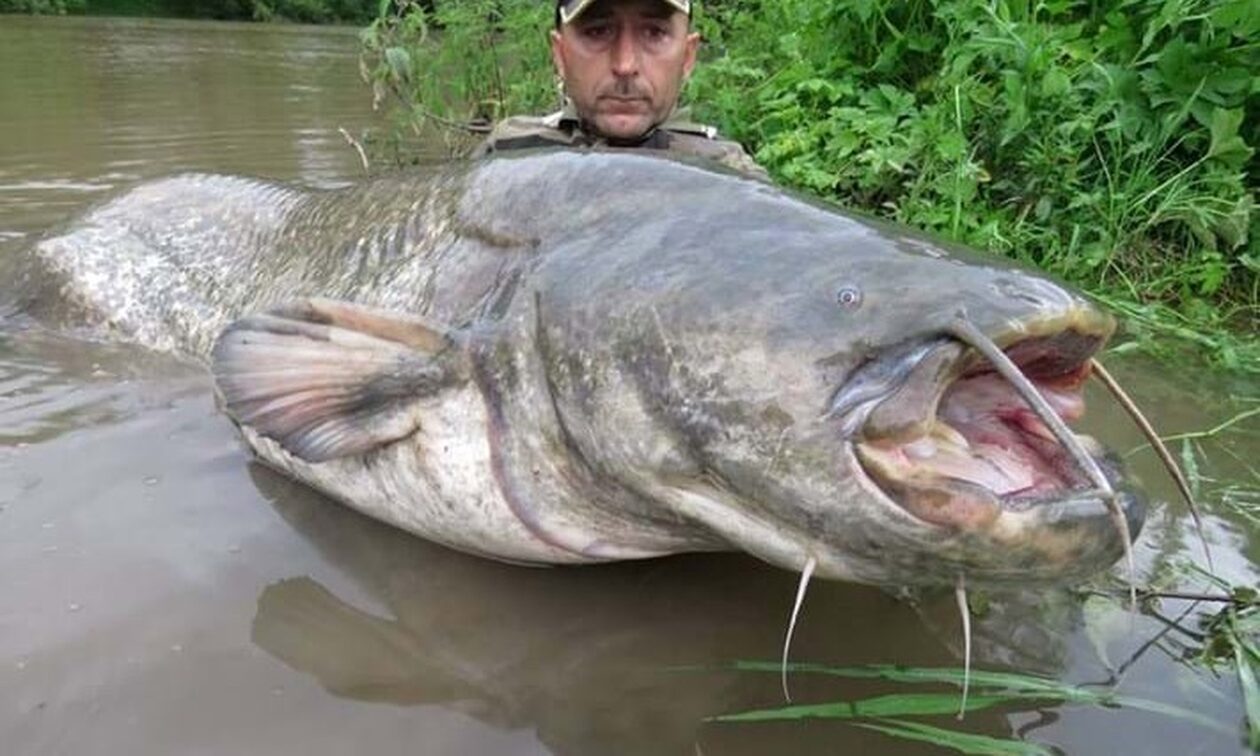 Τσέρνομπιλ: Δείτε τα ψάρια που κυκλοφορούν σήμερα στα ποτάμια του – «H περιοχή παραμένει επικίνδυνη» (βίντεο) 
