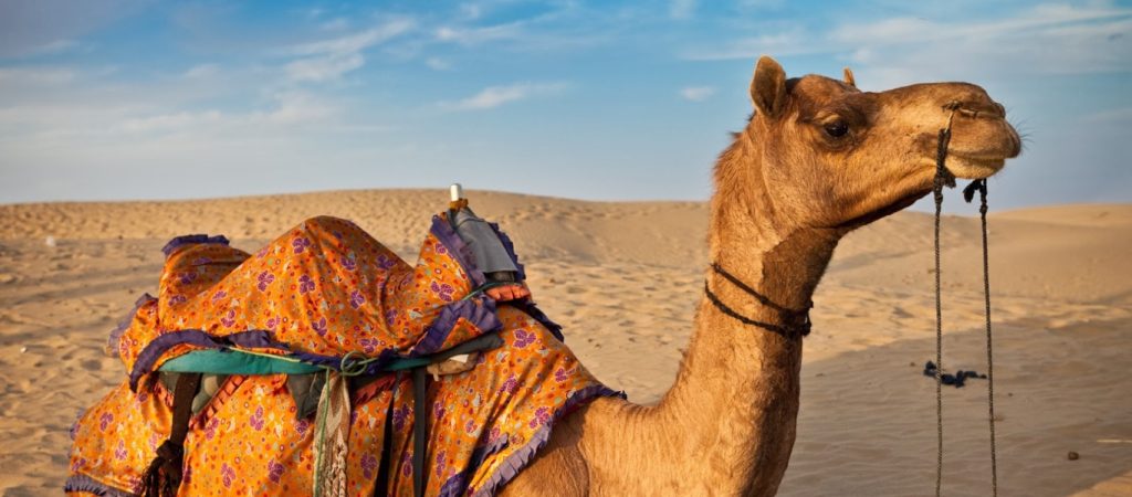 Ινδία: Καμήλα κατασπάραξε τον ιδιοκτήτη της – Του ξερίζωσε το κεφάλι