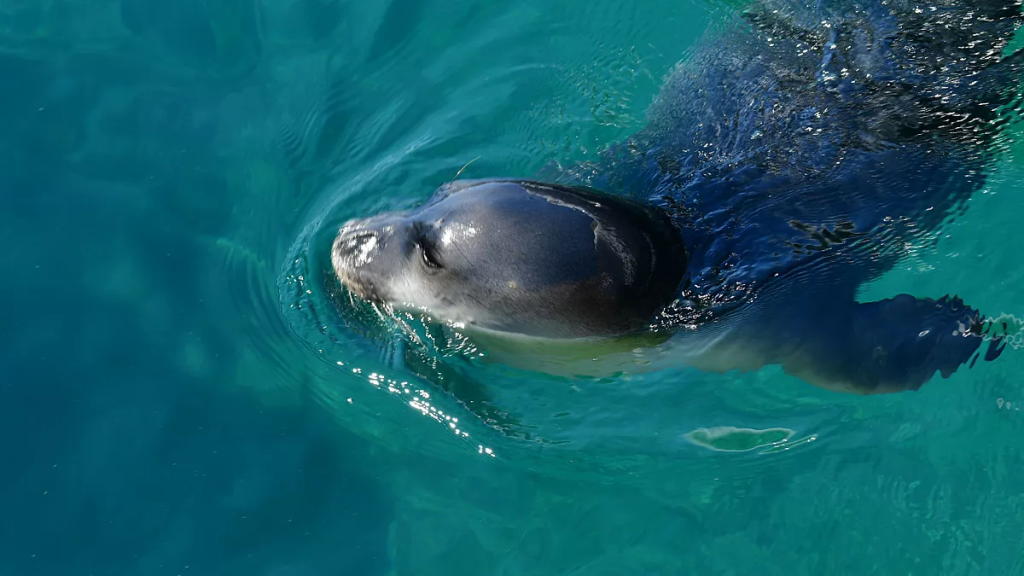 Χαλκιδική: Φώκια εθεάθη να «πλατσουρίζει» στα ρηχά σε παραλία στο Νέο Μαρμαρά (βίντεο)