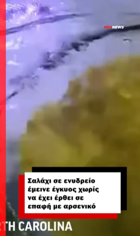 Σαλάχι σε ενυδρείο έμεινε έγκυος χωρίς να έχει έρθει σε επαφή με αρσενικό – Οι εικασίες των ειδικών