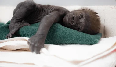 Τέξας: Γορίλας γέννησε πρόωρο μωρό με καισαρική τομή σε ζωολογικό κήπο (βίντεο)