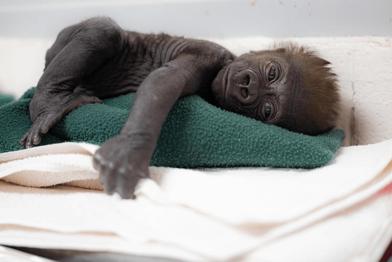Τέξας: Γορίλας γέννησε πρόωρο μωρό με καισαρική τομή σε ζωολογικό κήπο (βίντεο)
