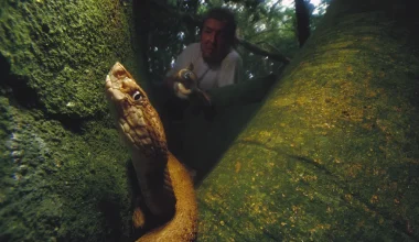 Αυτό είναι το πιο επικίνδυνο νησί του κόσμου: Δεν επιτρέπεται σε κανέναν να το επισκεφθεί και φιλοξενεί 4.000 θανατηφόρα φίδια 