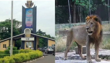 Νιγηρία: Λιοντάρι σκότωσε φύλακα ζωολογικού κήπου που το τάιζε για 9 χρόνια – «Δεν καταλάβαμε τι το έπιασε» (φώτο)