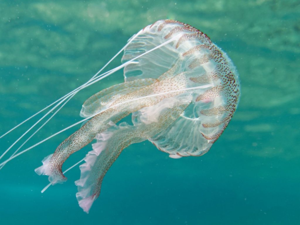 Το σπάνιο είδος μέδουσας με τον κόκκινο σταυρό – Τι ερευνούν οι επιστήμονες (φώτο)