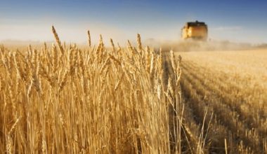 Ρωσία: «Παραδώσαμε δωρεάν 200.000 τόνους σιτηρών σε έξι χώρες της Αφρικής»