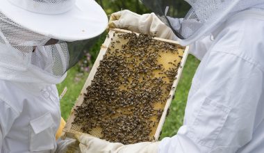 Μετά τους αγρότες κατεβαίνουν στο Σύνταγμα και οι μελισσοκόμοι – Αύριο η πανελλαδική κινητοποίησή τους