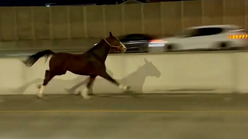 ΗΠΑ: Άλογο το «έσκασε» από στάβλο και άρχισε να καλπάζει σε αυτοκινητόδρομο στη Φιλαδέλφεια (βίντεο)