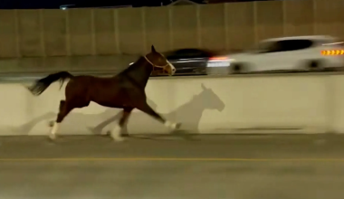 ΗΠΑ: Άλογο το «έσκασε» από στάβλο και άρχισε να καλπάζει σε αυτοκινητόδρομο στη Φιλαδέλφεια (βίντεο)