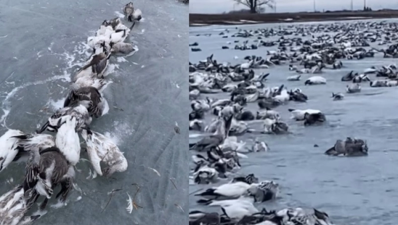 Νότια Ντακότα: Χιλιάδες χήνες πάγωσαν μέχρι θανάτου – Δείτε βίντεο 