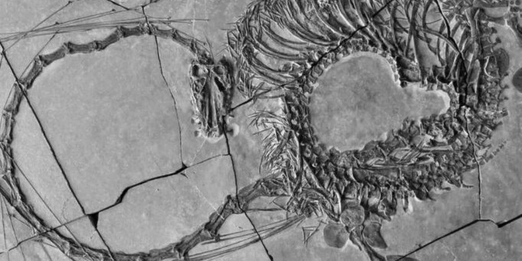 Kίνα: Επιστήμονες ανακάλυψαν υδρόβιο ερπετό μήκους 5 μέτρων – Θυμίζει «δράκο»