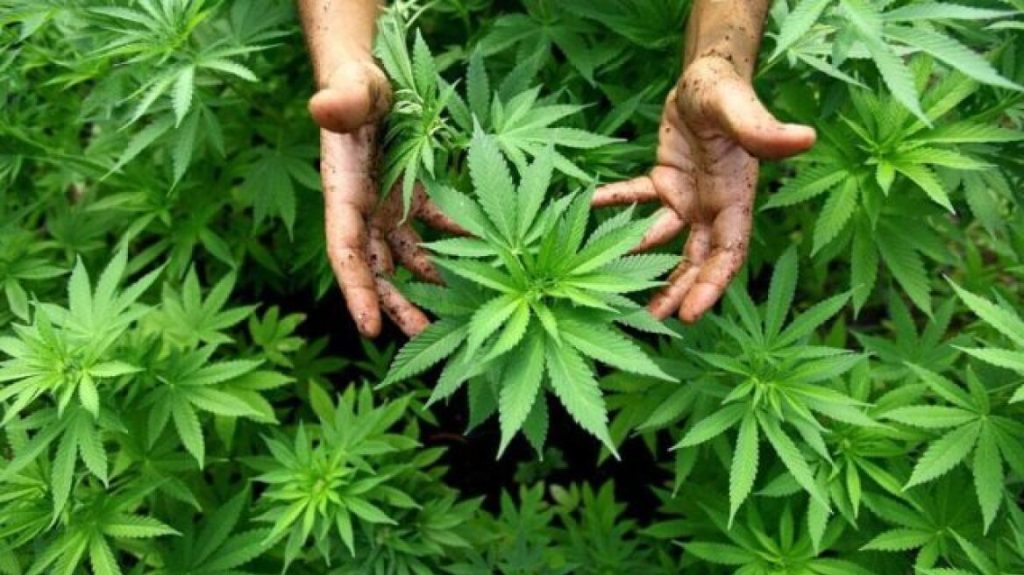 Η Γερμανία ετοιμάζετα να ψηφίσει σήμερα τη χρήση κάνναβης και να γίνει η τρίτη χώρα στην ΕΕ που τη νομιμοποιεί