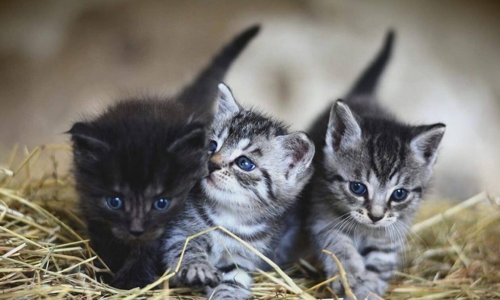 Σπέτσες: Σε εξέλιξη έρευνες για τις συνθήκες θανάτωσης τεσσάρων αδέσποτων γατών