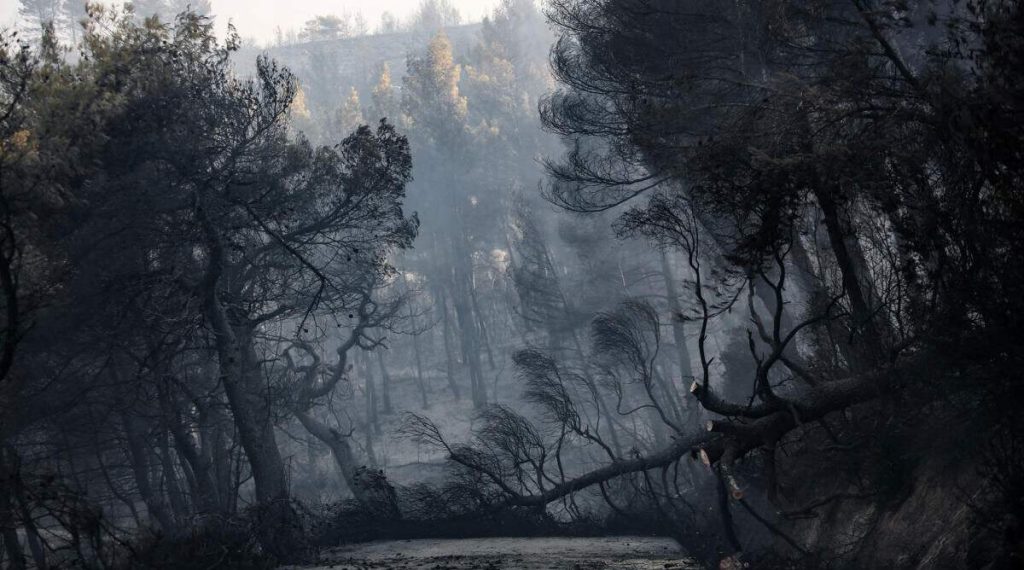 Τι συμβαίνει με τις «μαζικές αναδασώσεις» που υποσχέθηκε η κυβέρνηση;