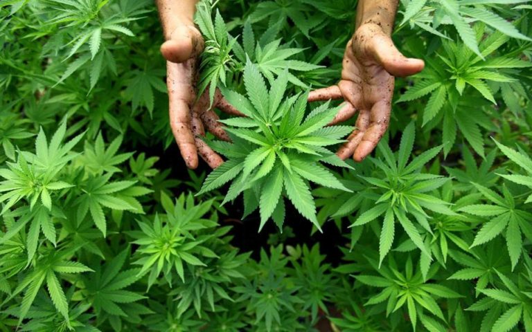 Φαρμακευτική κάνναβη: Άρχισε η συνταγογράφηση και η διάθεση από τα φαρμακεία