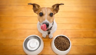 Δεν πρέπει να τις καταναλώνουν: Οι τροφές που είναι απαγορευτικές για τα σκυλιά