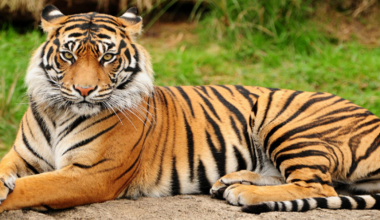 Πόσες τίγρεις υπάρχουν ζωντανές σήμερα στον κόσμο;