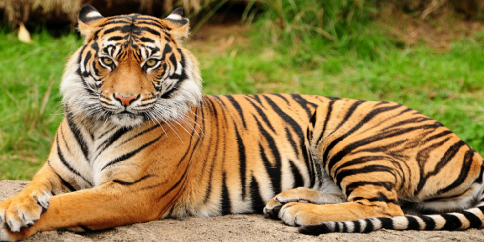 Πόσες τίγρεις υπάρχουν ζωντανές σήμερα στον κόσμο;