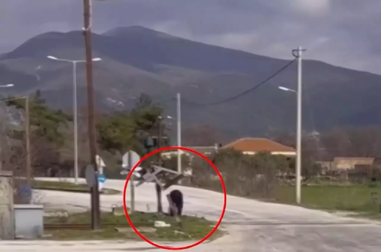 Εικόνες ντροπής στην Ξάνθη: Οδηγός σταματά το τρένο σε αφύλακτη διάβαση για να δει αν έρχονται αυτοκίνητα