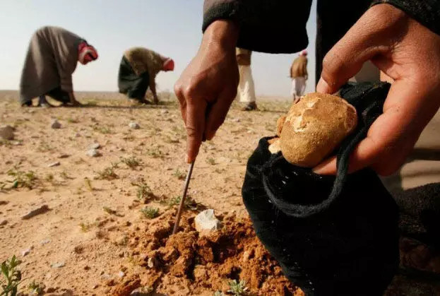 Συρία: 14 άνθρωποι σκοτώθηκαν από έκρηξη νάρκης την ώρα που μάζευαν τρούφες